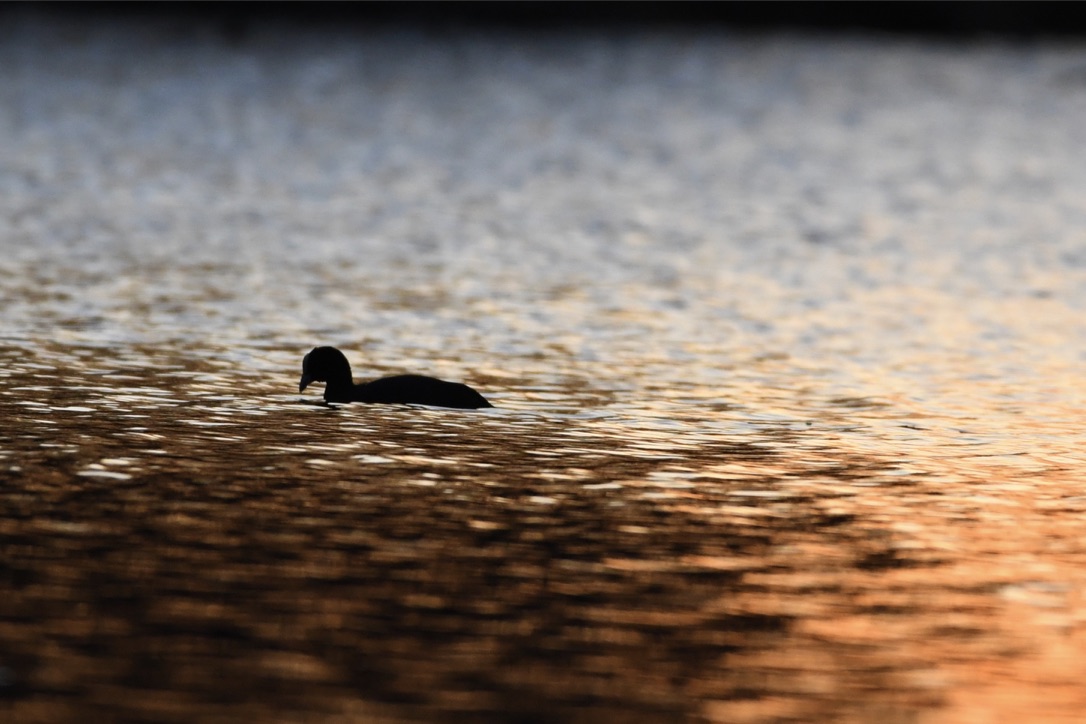 Blässralle Donauried, März 2020