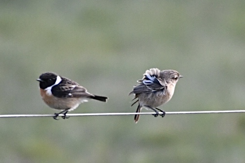 Braunkehlchen, Weiherhof, April 2020 