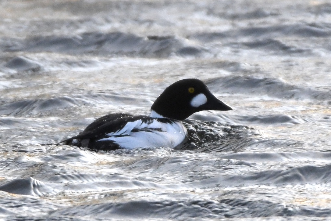 Schellente im Donauried, April 2020