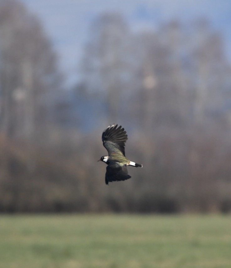 Kiebitz, Weiherhof, April 2020 