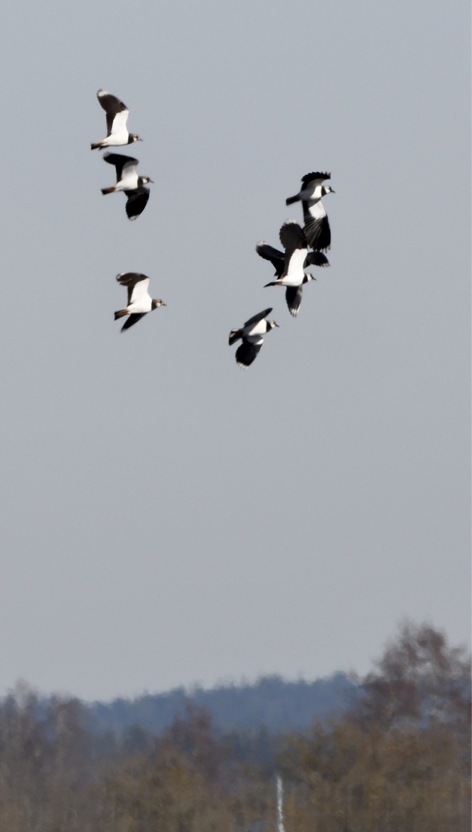 Kiebitze, Baar, April 2020 