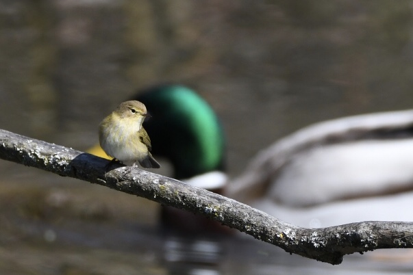 Zilpzalp, DS-Park, April 2020 