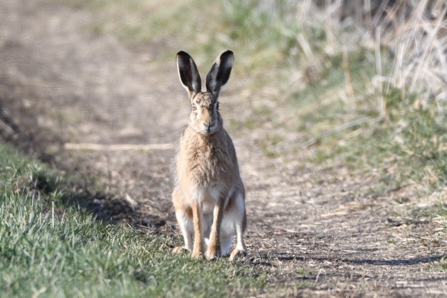 Feldhase, Baar, März 2020 