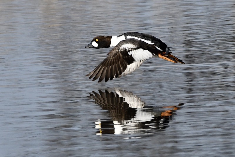 Schellente, Donauried, April 2020 