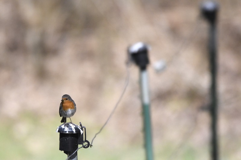 Rotkehlchen, DS-Park, April 2020 