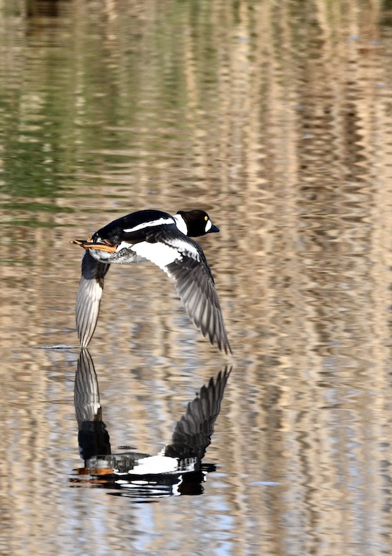 Schellente, Donauried, April 2020 