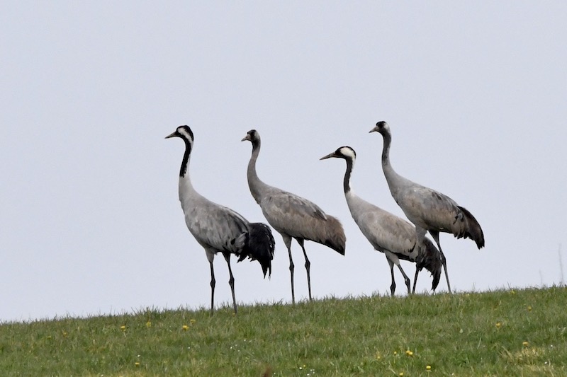 Kraniche, Wolfegg, April 2020 