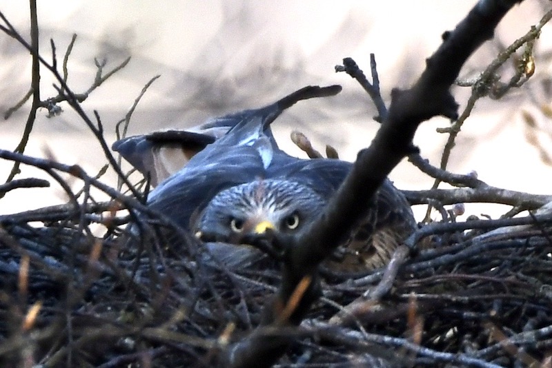 Rotmilan, Baar-Alb, April 2020 