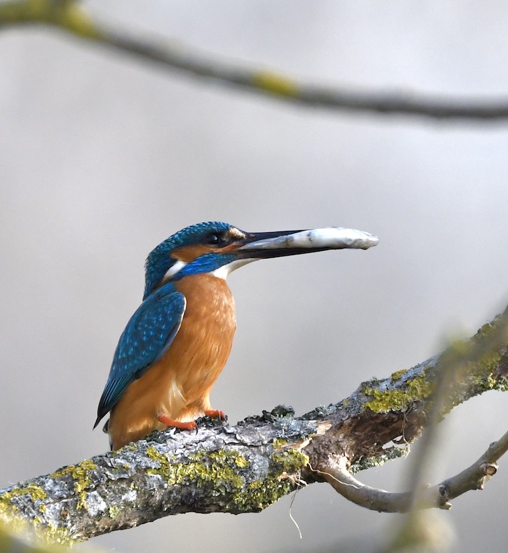 Eisvogel, Donauried, Juni 2020 