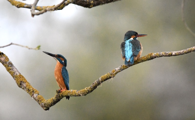 Eisvogelbalz, Donauried, April 2020 