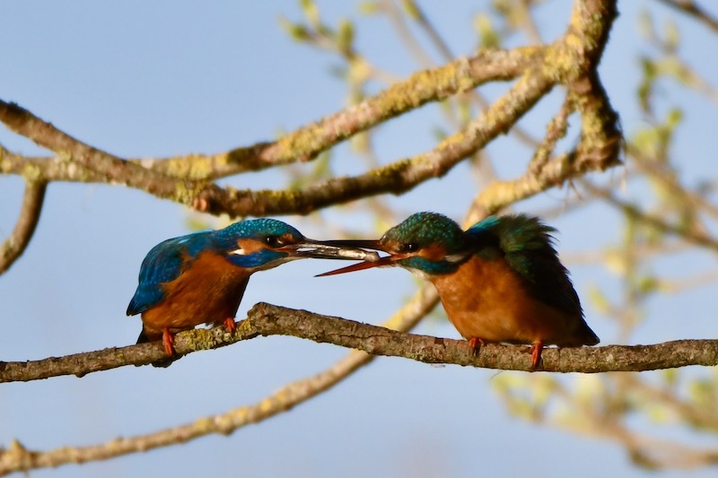Eisvogelbalz, Donauried, April 2020 