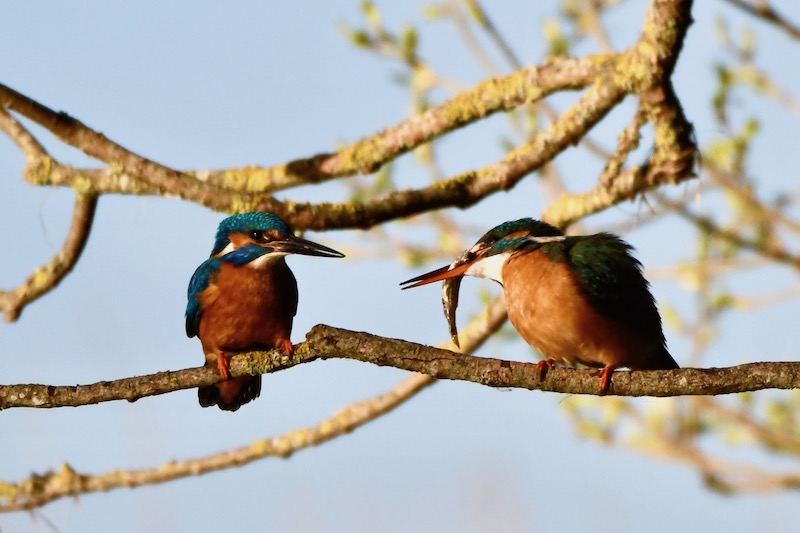 Eisvogelbalz, Donauried, April 2020 