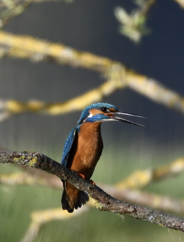 Eisvogel, Donauried, April 2020 