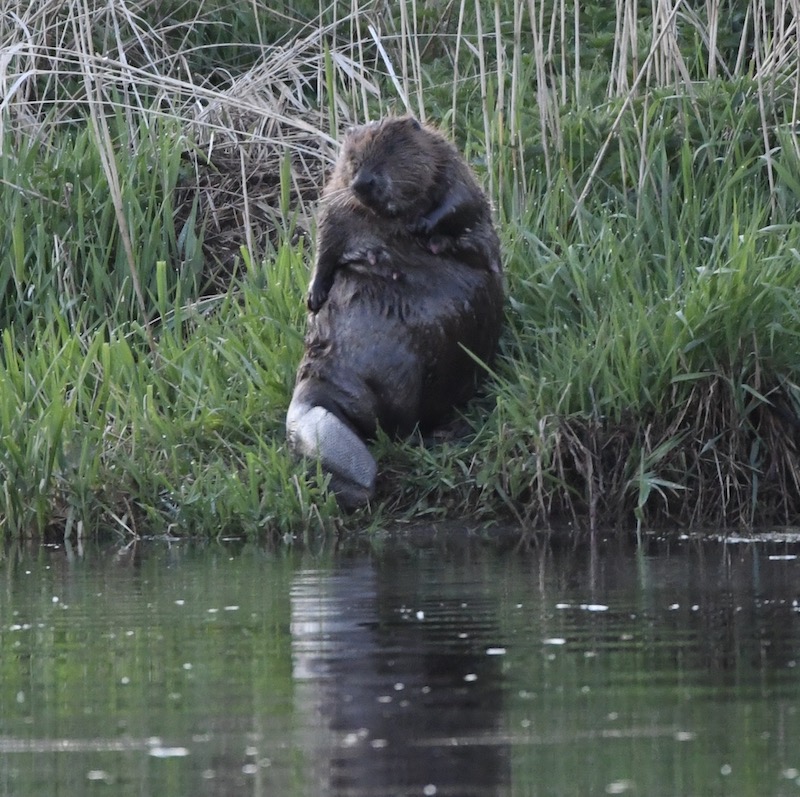 Bibermama, Donauried, April 2020 