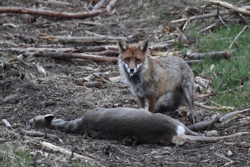 Windgfäll, Mai 2020 