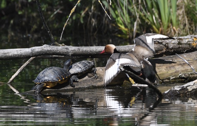 Kolbenente mit Rotwangenschildkröten, Riedsee, Mai 2020 