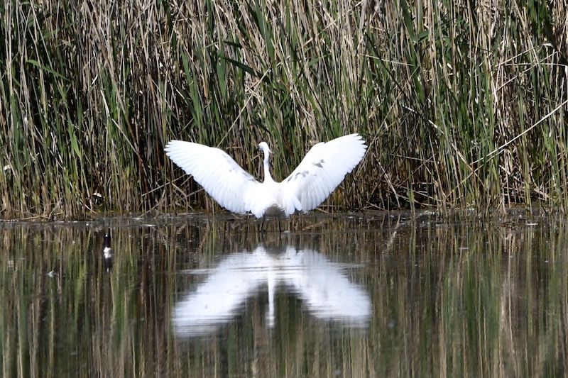 Seidenreiher, Riedsee, Mai 2020 