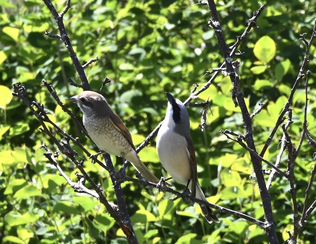 Balzende Neuntöter, Baar-Schwarzwald, Mai 2020 