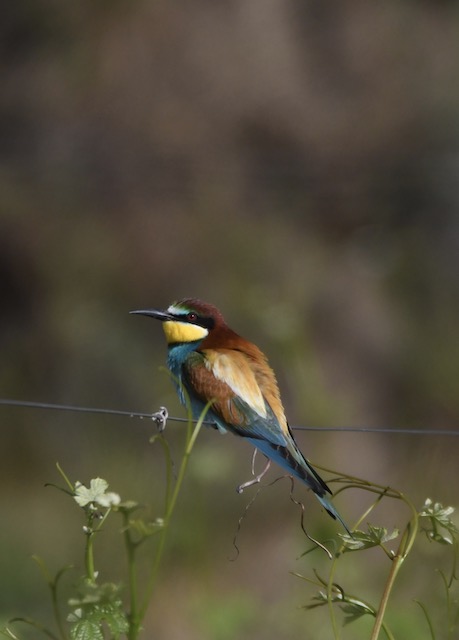Bienenfresser, Kaiserstuhl, Juni 2020 