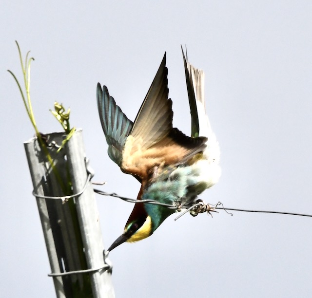 Bienenfresser, Kaiserstuhl, Juni 2020 