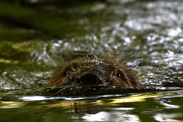 Biber Donauried, Juni 2020 