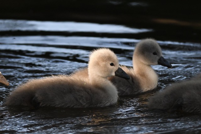 Höckerschwäne, Donauried, Juni 2020 