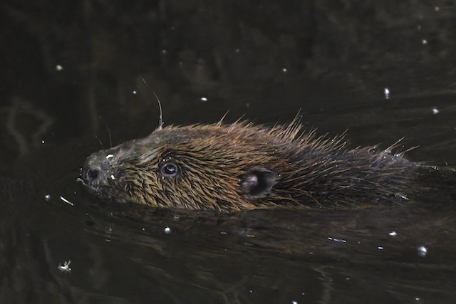 Biber, Donauried, Juni 2020 