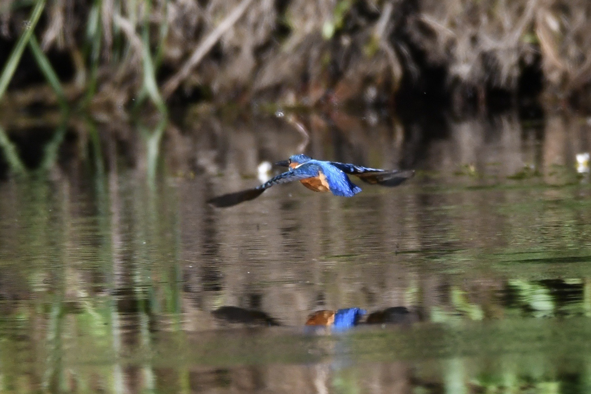Eisvogel, Donauried, Juni 2020 
