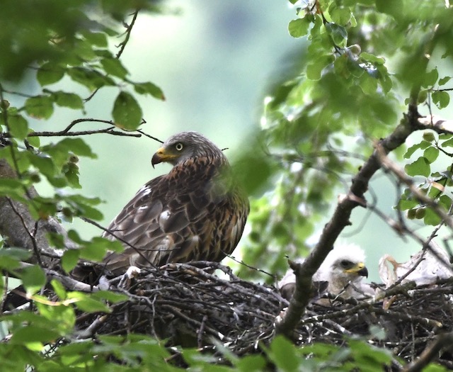 Rotmilan, Hegau-Alb, Juni 2020 