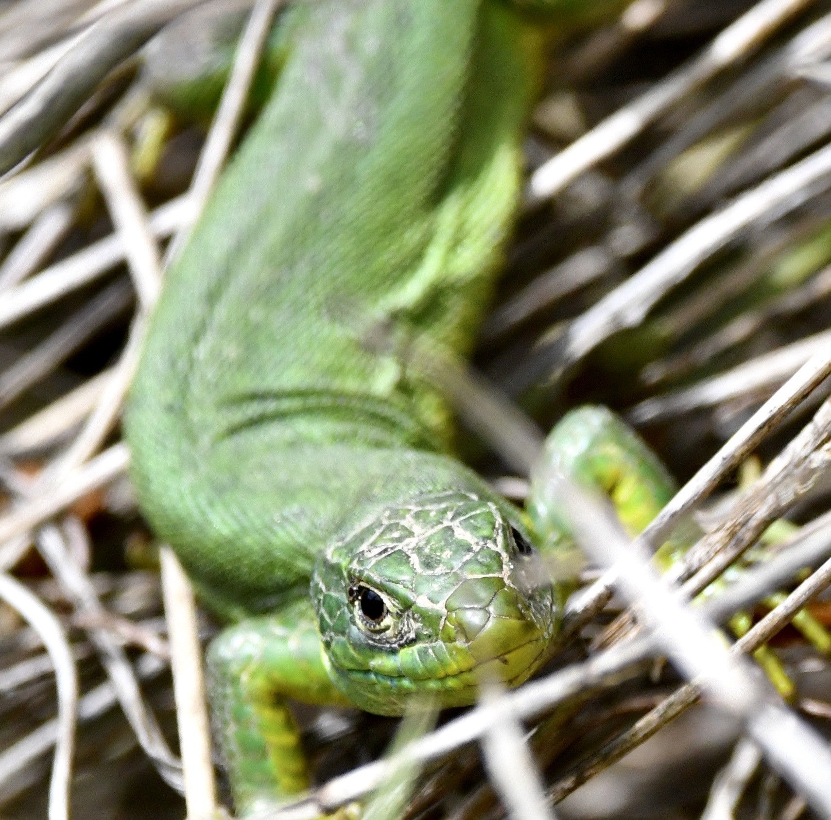 Smaragdeidechse, NSG Badberg, Kaiserstuhl, Juni 2020 