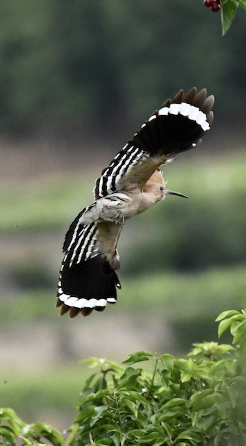 Wiedehopf, Kaiserstuhl, Juni 2020 