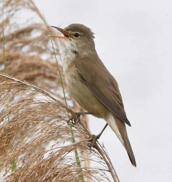 Drosselrohrsänger, Breisach, Juni 2020 