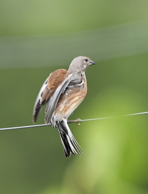 Bluthänfling, Kaiserstuhl, Juni 2020 