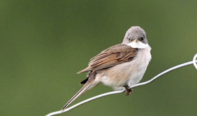 Dorngrasmücke, Kaiserstuhl, Juni 2020 