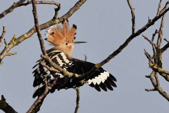 Wiedehopf, Kaiserstuhl, Juni 2020 