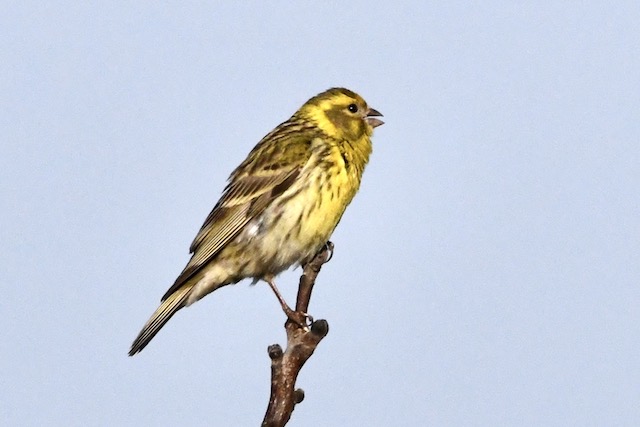 Girlitz, Kaiserstuhl, Juni 2020 