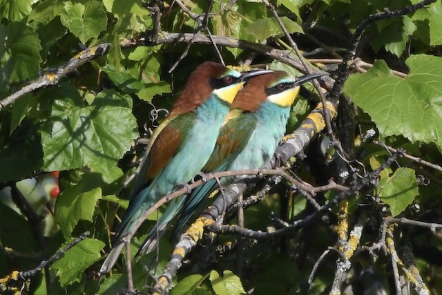 Bienenfresserpärchen, Kaiserstuhl, Juni 2020 