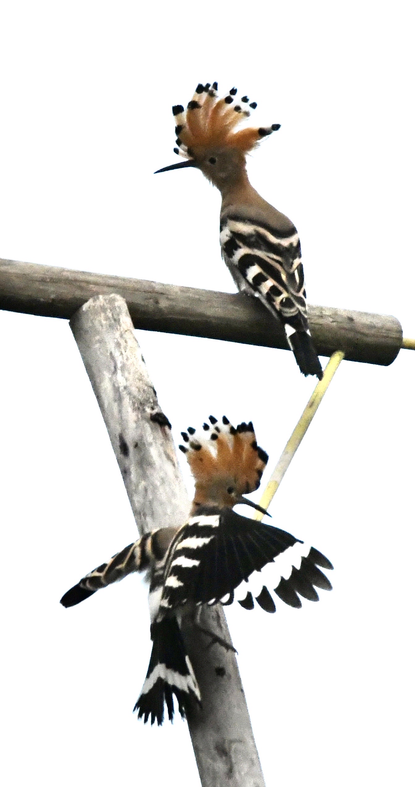 Wiedehopfe, Kaiserstuhl, Juni 2020 